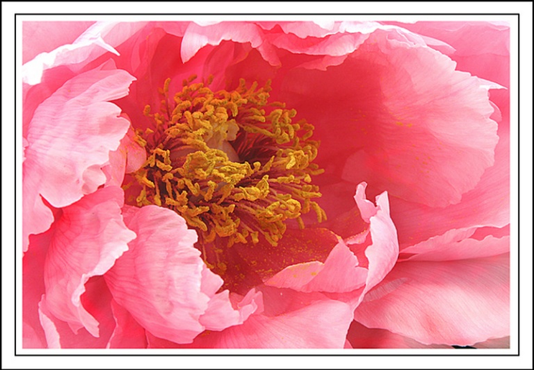Pink Peony